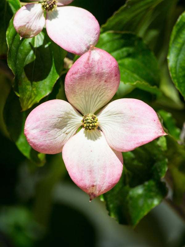 Japanischer Blumen-Hartriegel 'Norman Haddon', Cornus kousa 'Norman Haddon' bei Bohlken Baumschulen im Onlineshop