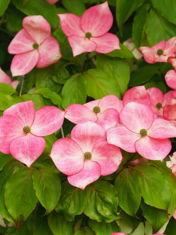 Cornus kousa 'Satomi Compact', Japanischer Blumen-Hartriegel 'Satomi Compact' bei Bohlken Baumschulen im Onlineshop