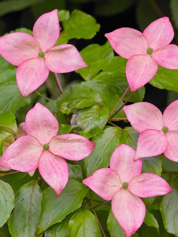 Cornus kousa 'Scarlet Fire' ®, Chinesischer Blumen-Hartriegel 'Scarlet Fire' ® bei Bohlken Baumschulen im Onlineshop