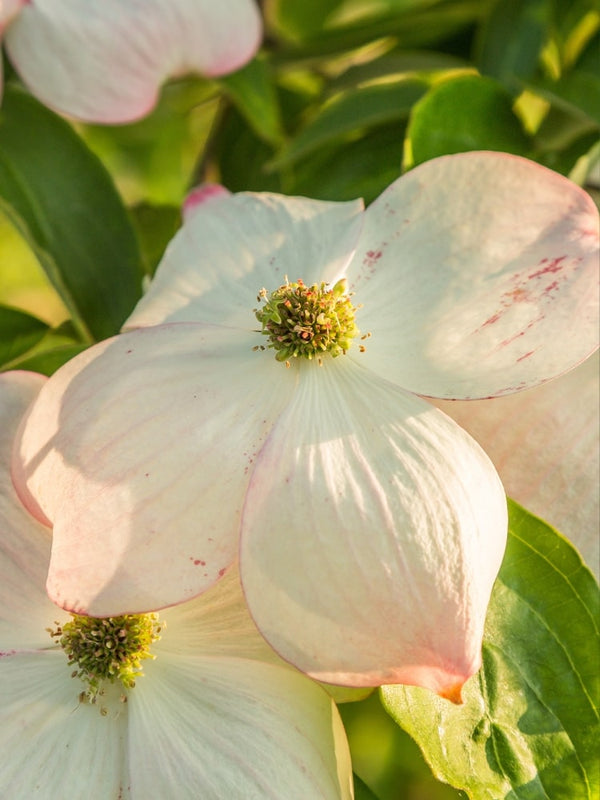 Cornus kousa 'Stellar Pink' Blüte, Chinesischer Blumen-Hartriegel 'Stellar Pink' im Onlineshop von Bohlken Baumschulen