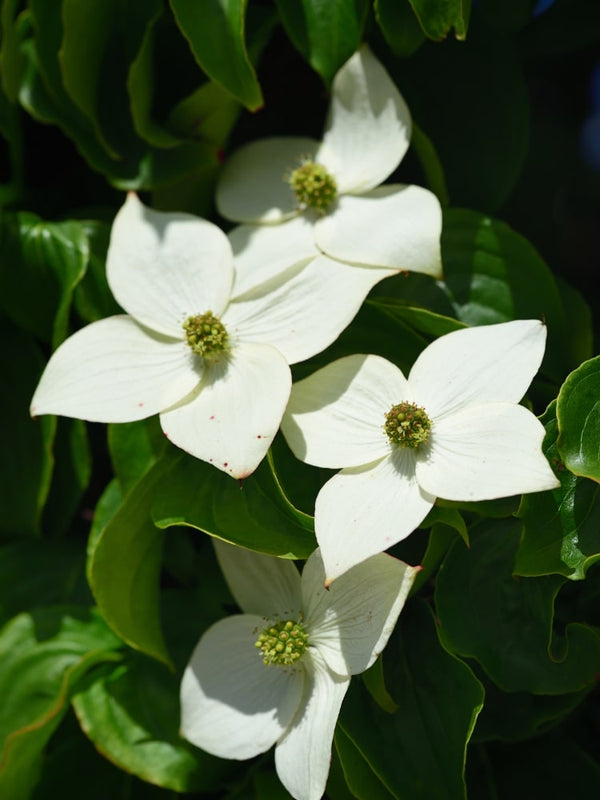 Cornus kousa 'Teutonia', Chinesischer Blumen-Hartriegel 'Teutonia' im Onlineshop bei den Bohlken Baumschulen