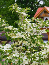 Cornus kousa 'Venus' ®, Japanischer Blumen-Hartriegel 'Venus' ® im Onlineshop der Bohlken Baumschulen