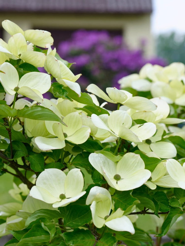 Cornus kousa 'Venus' ®, Japanischer Blumen-Hartriegel 'Venus' ® im Onlineshop der Bohlken Baumschulen