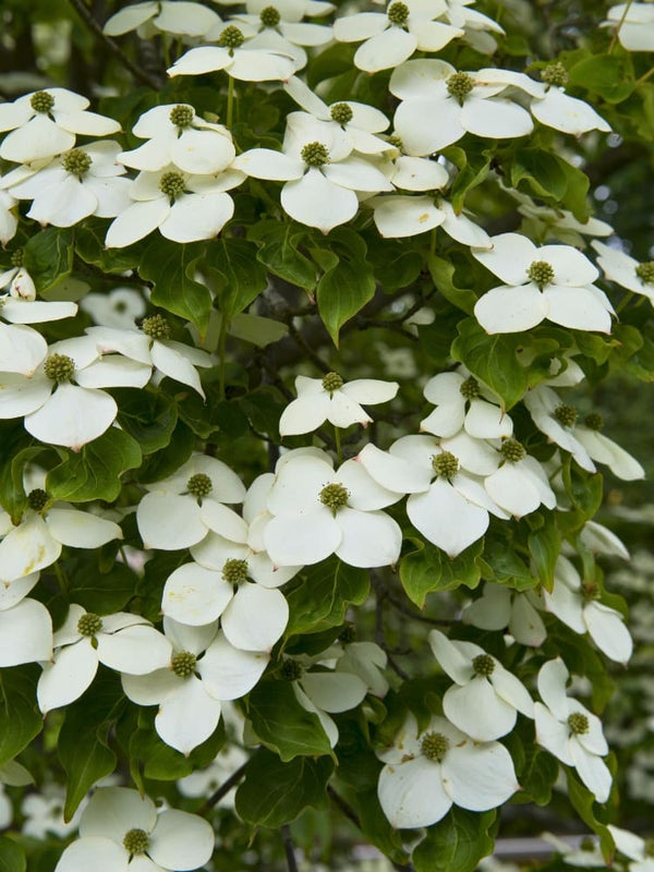 Japanischer Blumen-Hartriegel 'China Girl', Cornus kousa chinensis 'China Girl' bei Bohlken Baumschulen im Onlineshop