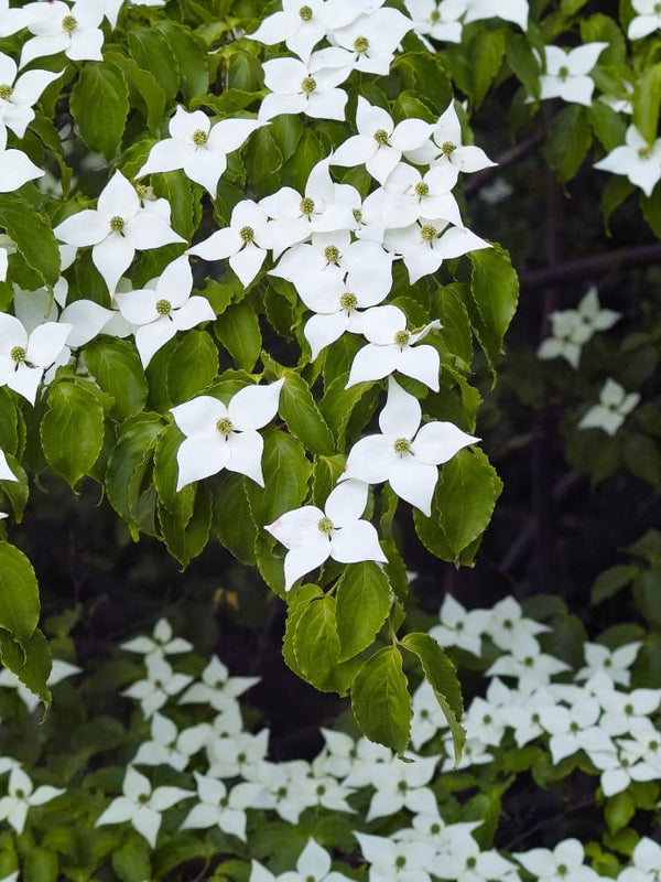 Cornus kousa chinensis 'Milky Way', Chinesischer Blumen-Hartriegel 'Milky Way' im Onlineshop der Bohlken Baumschulen