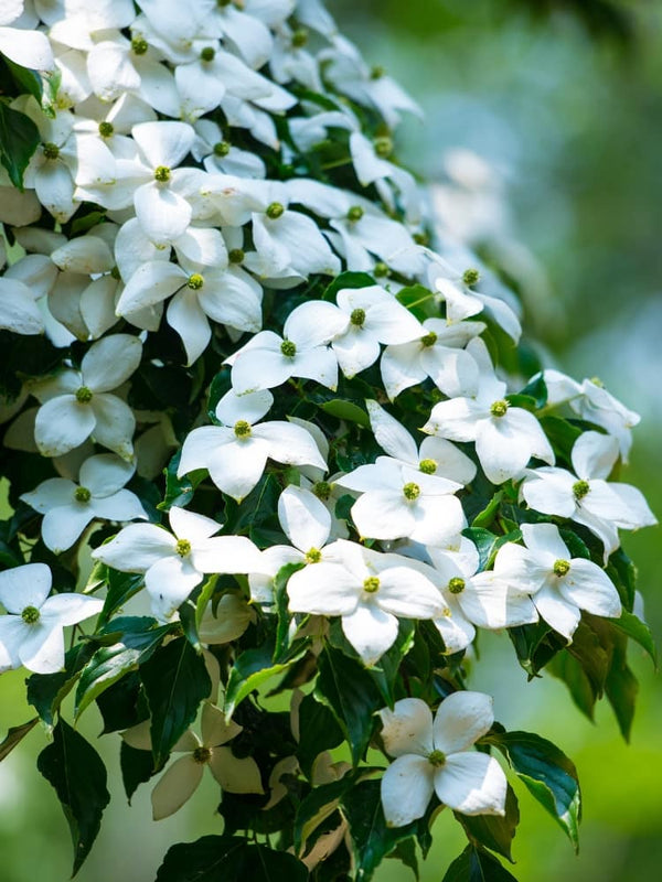 Cornus kousa chinensis 'Milky Way', Chinesischer Blumen-Hartriegel 'Milky Way' im Onlineshop der Bohlken Baumschulen