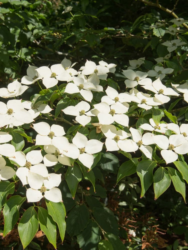 Cornus kousa chinensis 'Schmetterling', Chinesischer Blumen-Hartriegel 'Schmetterling' im Onlineshop der Bohlken Baumschulen