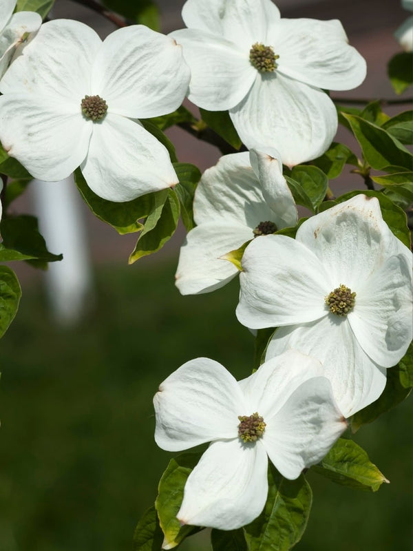 Cornus nuttallii 'Eddie's White Wonder', Amerikanischer Blumen-Hartriegel 'Eddie's White Wonder' bei Bohlken Baumschulen im Onlineshop