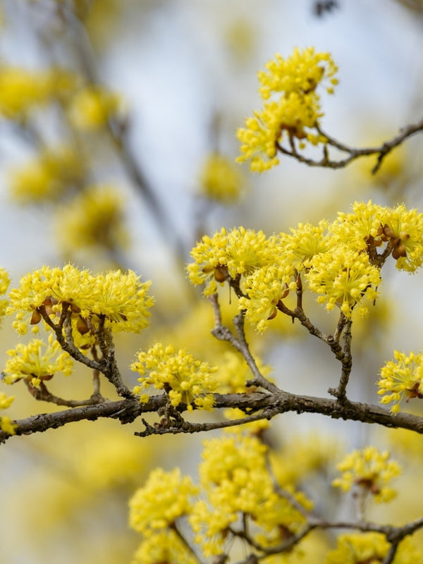 Cornus officinalis, Japanische Kornelkirsche bei den Bohlken Baumschulen im Onlineshop