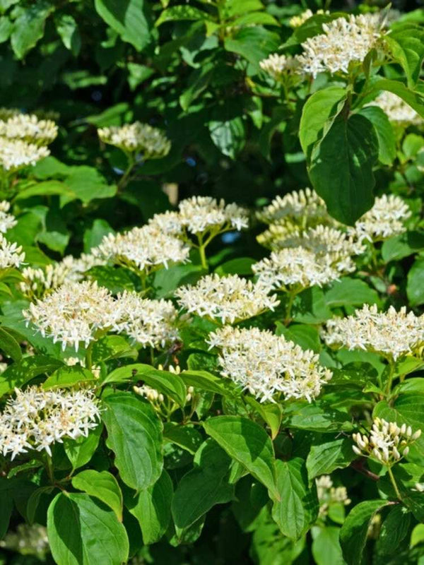 Roter Hartriegel  | Cornus sanguinea im Onlineshop der Bohlken Baumschulen