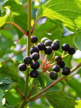 Roter Hartriegel  | Cornus sanguinea im Onlineshop der Bohlken Baumschulen