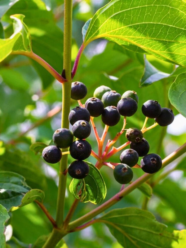 Roter Hartriegel  | Cornus sanguinea im Onlineshop der Bohlken Baumschulen