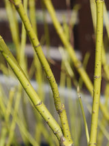 Cornus sericea 'Flaviramea', Seidiger Hartriegel 'Flaviramea' im Onlineshop der Bohlken Baumschulen