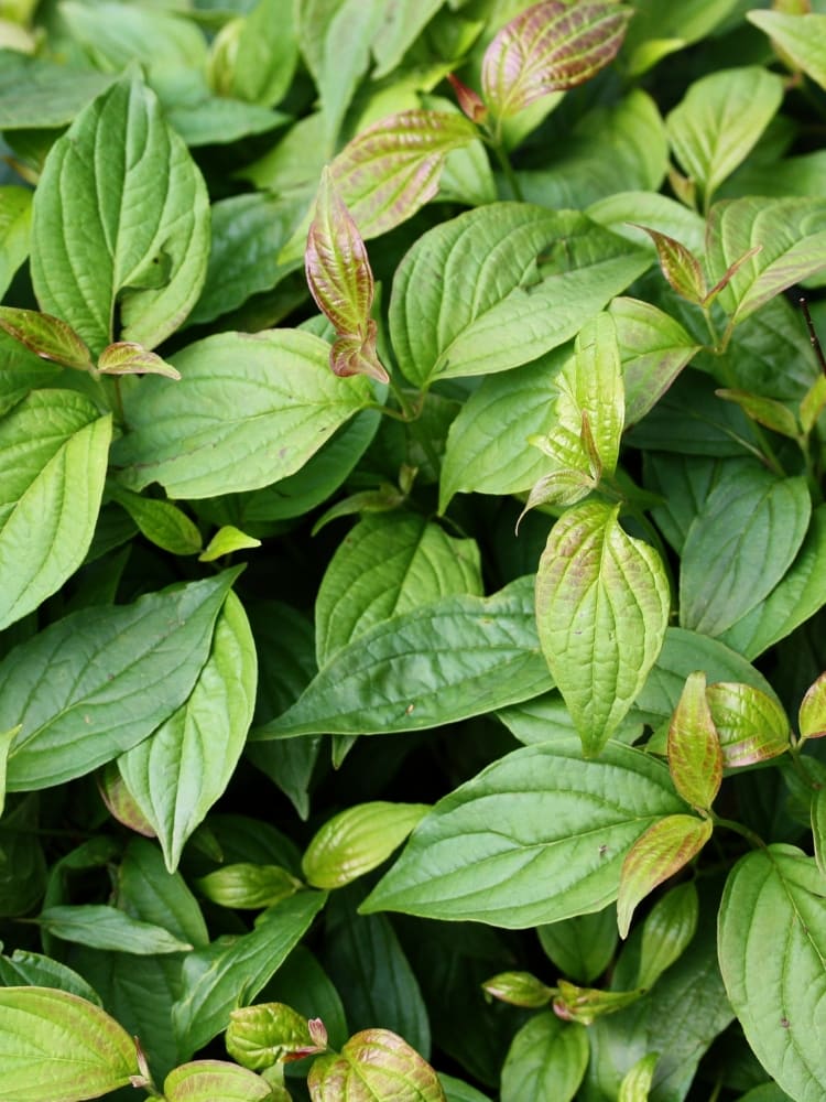 Zwerg-Hartriegel 'Kelsey', Cornus sericea 'Kelsey'  kaufen im Online-Shop der Bohlken Baumschulen