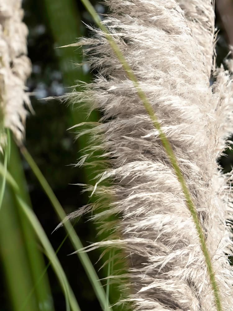 Cortaderia selloana 'Tiny Pampa', Zwerg-Pampasgras 'Tiny Pampa' ® im Onlineshop der Bohlken Baumschulen