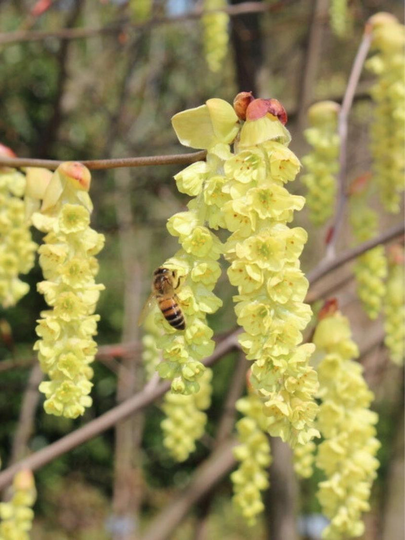 Chinesische Scheinhasel 'Spring Purple'