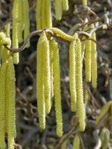 Corylus avellana 'Contorta', Korkenzieherhaselnuss 'Contorta' bei den Bohlken Baumschulen im Onlineshop
