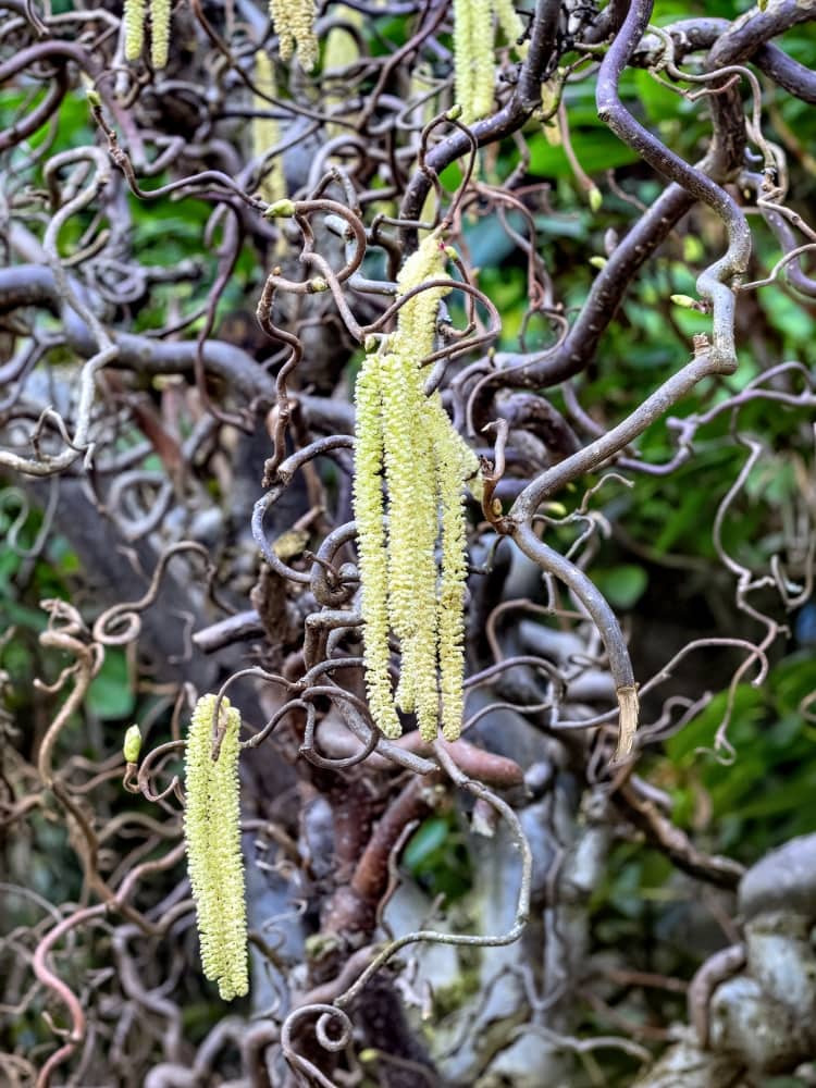 Corylus avellana 'Contorta', Korkenzieherhaselnuss 'Contorta' bei den Bohlken Baumschulen im Onlineshop