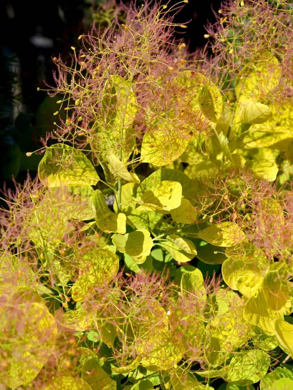 Cotinus coggygria 'Golden Spirit', Goldgelber Perückenstrauch 'Golden Spirit' bei den Bohlken Baumschulen im Onlineshop