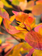 Perückenstrauch 'Young Lady' ® Herbstlaub, Perückenstrauch 'Young Lady' ® im Onlineshop der Bohlken Baumschulen