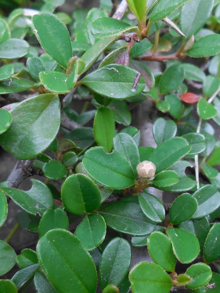 Teppichmispel 'Frieders Evergreen', Cotoneaster dammeri 'Frieders Evergreen' kaufen im Online-Shop der Bohlken Baumschulen