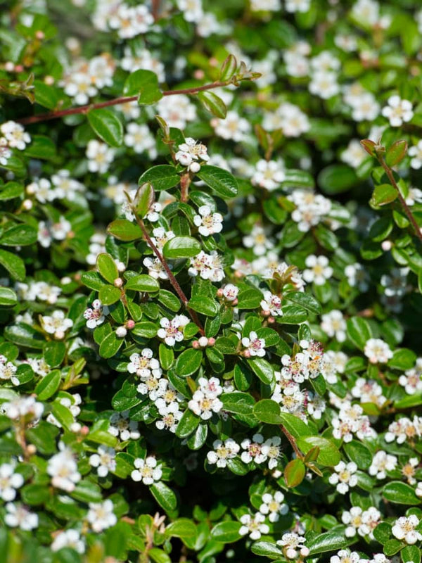 Teppichmispel, Kriechmispel 'Radicans', Cotoneaster dammeri 'Radicans' kaufen im Online-Shop der Bohlken Baumschulen