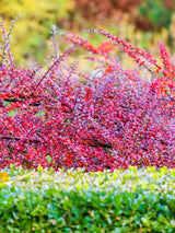 Fächerzwergmispel Herbstfärbung, Cotoneaster horizontalis kaufen im Online-Shop der Bohlken Baumschulen