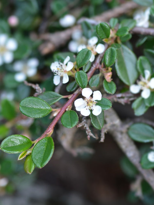 Zwergmispel 'Cochleatus', Cotoneaster microphyllus 'Cochleatus' kaufen im Online-Shop der Bohlken Baumschulen