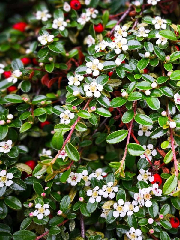 Zwergmispel 'Streibs Findling', Cotoneaster microphyllus 'Streibs Findling' kaufen im Online-Shop der Bohlken Baumschulen