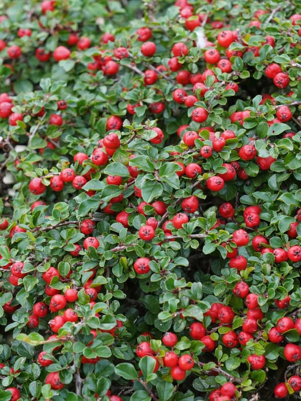 Zwergmispel 'Queen of Carpets', Cotoneaster procumbens 'Queen of Carpets' kaufen im Online-Shop der Bohlken Baumschulen