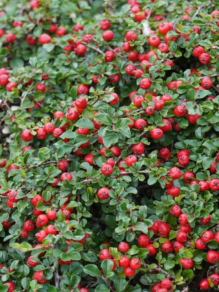 Zwergmispel 'Queen of Carpets', Cotoneaster procumbens 'Queen of Carpets' kaufen im Online-Shop der Bohlken Baumschulen