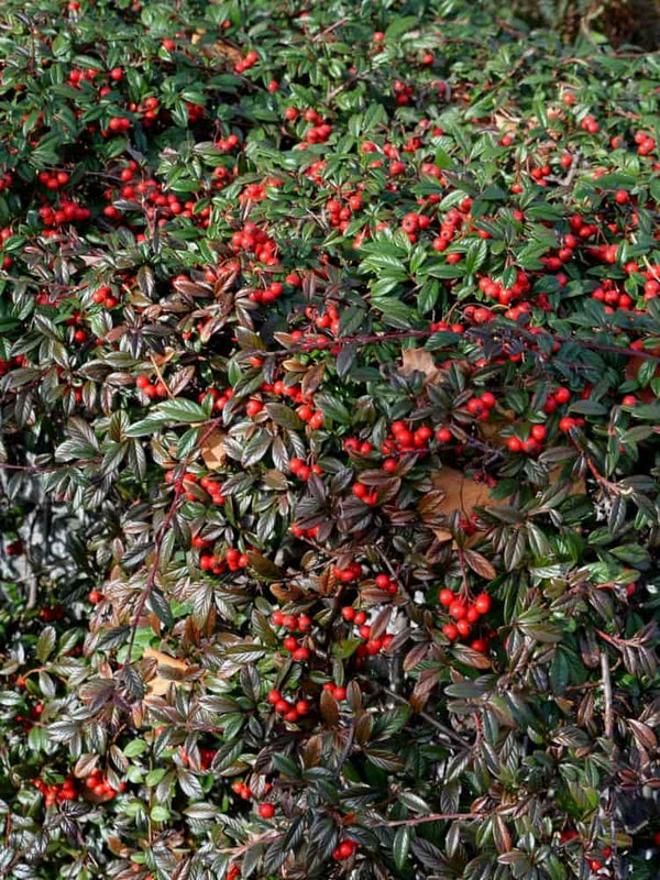 Kriechmispel 'Parkteppich', Cotoneaster salicifolius 'Parkteppich' kaufen im Online-Shop der Bohlken Baumschulen