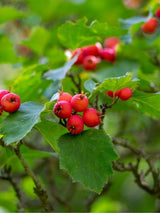 Scharlachdorn / Scharlach-Weißdorn | Crataegus coccinea im Onlineshop der Bohlken Baumschulen