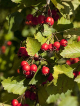 Scharlachdorn / Scharlach-Weißdorn | Crataegus coccinea im Onlineshop der Bohlken Baumschulen