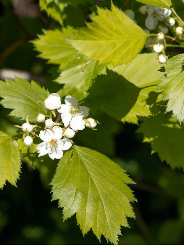 Scharlachdorn / Scharlach-Weißdorn | Crataegus coccinea im Onlineshop der Bohlken Baumschulen