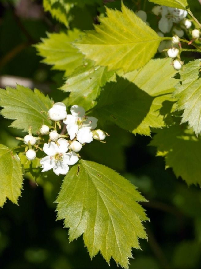 Scharlachdorn / Scharlach-Weißdorn | Crataegus coccinea im Onlineshop der Bohlken Baumschulen