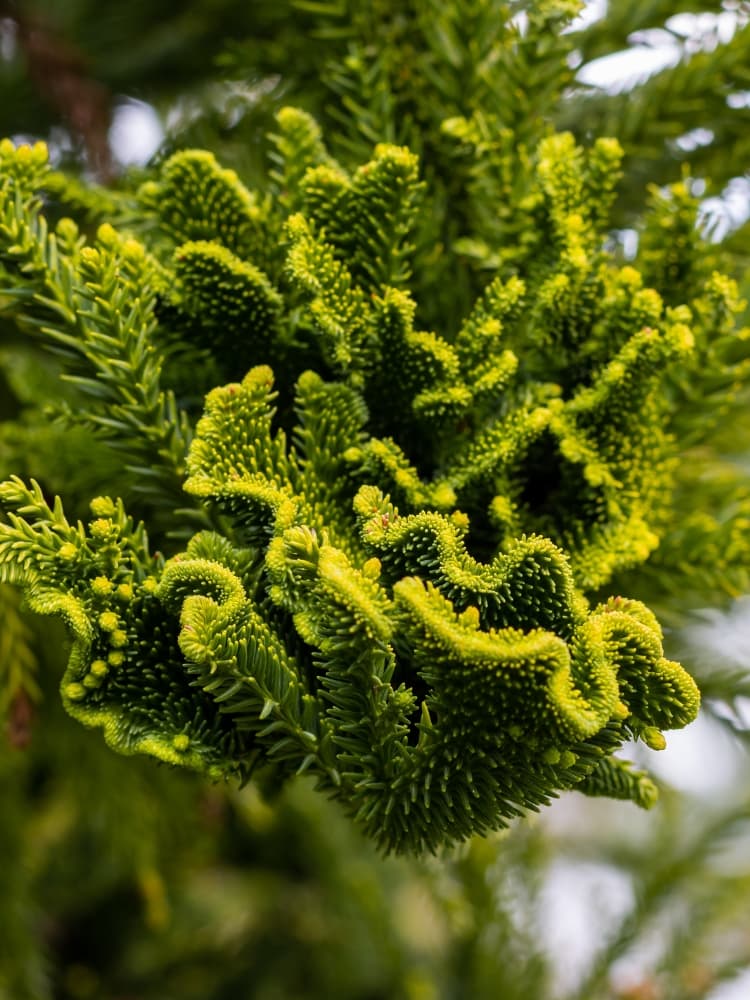 Cryptomeria japonica 'Cristata', Hahnenkamm-Sicheltanne 'Cristata' im Onlineshop der Bohlken Baumschulen