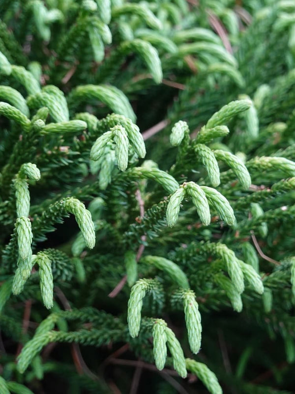 Cryptomeria japonica 'Little Champion', Zwerg-Sicheltanne 'Little Champion' im Onlineshop der Bohlken Baumschulen