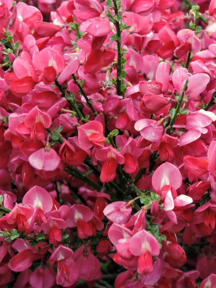 Edelginster 'Boskoop Ruby', Cytisus scoparius 'Boskoop Ruby' im Onlineshop der Bohlken Baumschulen