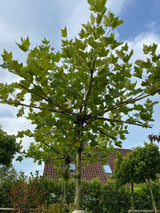 Dachplatane, Platanus hispanica kaufen im Online-Shop der Bohlken Baumschulen