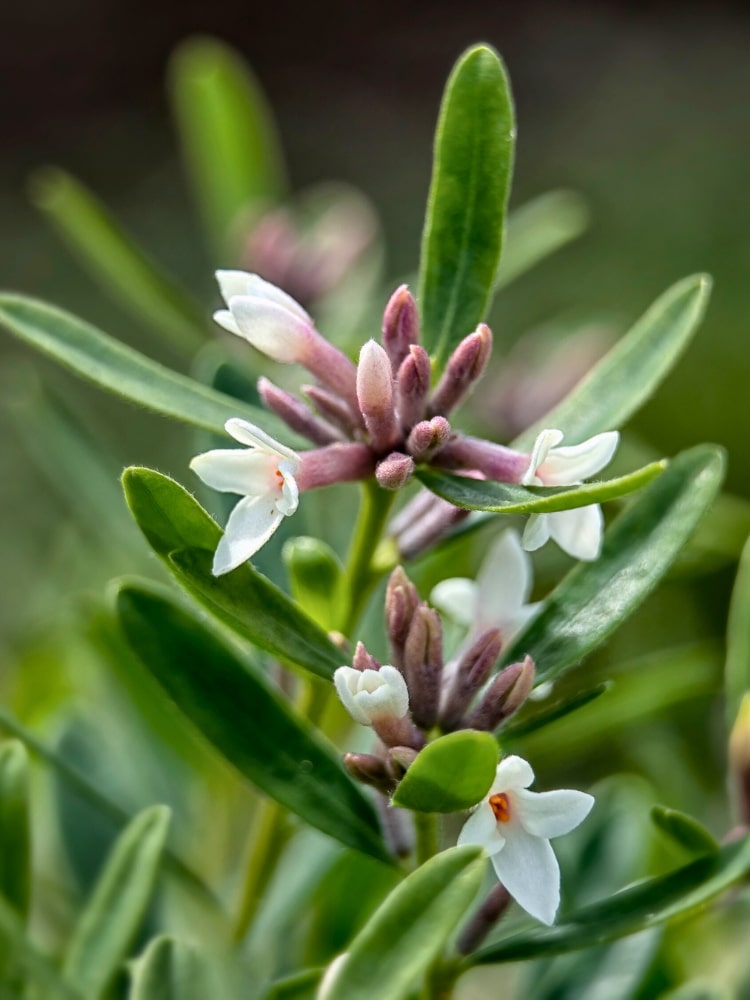 Daphne transatlantica 'Eternal Fragrance', Seidelbast 'Eternal Fragrance' im Onlineshop der Bohlken Baumschulen
