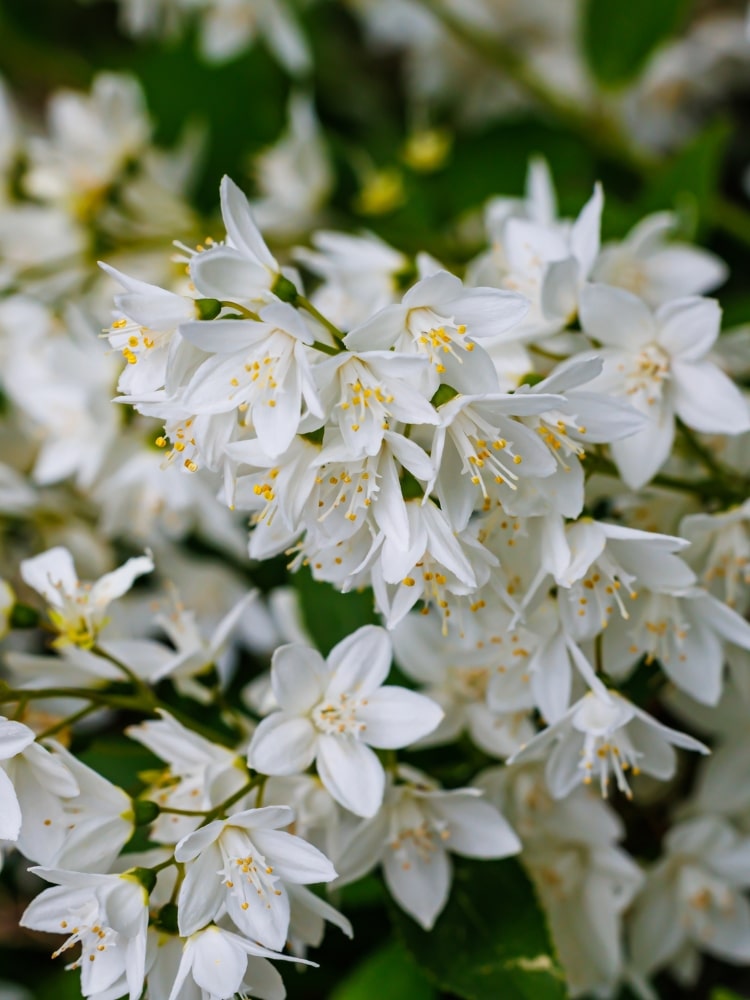 Artikelbild für Maiblumenstrauch Deutzia gracilis Onlineshop der Bohlken Baumschulen