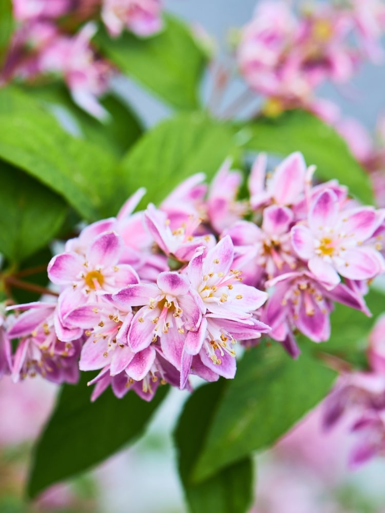 Deutzia hybrida 'Strawberry Field', Erdbeerduft Deutzie 'Strawberry Fields' im Onlineshop der Bohlken Baumschulen