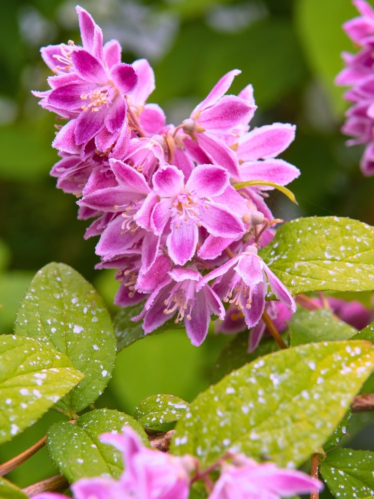 Deutzia magnifica 'Tourbillon Rouge', Sternchenstrauch 'Tourbillon Rouge' im Onlineshop der Bohlken Baumschulen