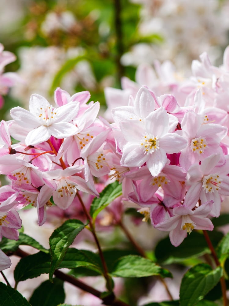 Niedriger Sternchenstrauch, Deutzia rosea kaufen im Online-Shop der Bohlken Baumschulen