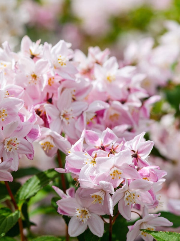 Artikelbild für Maiblumenstrauch Deutzia rosea 'Yuki Cherry Blossom'® Onlineshop der Bohlken Baumschulen