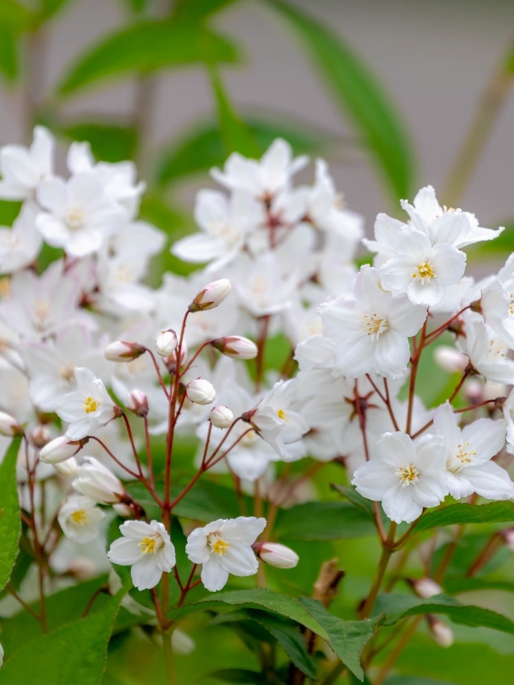 Artikelbild für Maiblumenstrauch Deutzia rosea 'Yuki Snowflake'® Onlineshop der Bohlken Baumschulen