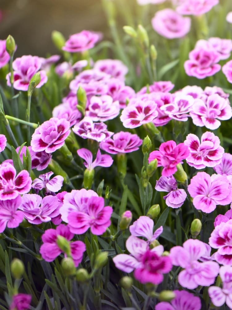 Stauden-Nelke 'Pink Kisses' ®