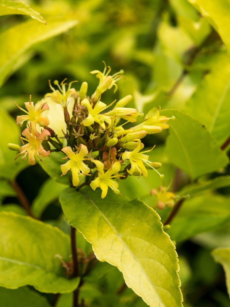 Artikelbild für Buschgeißblatt Diervilla rivularis 'Honeybee'® Onlineshop der Bohlken Baumschulen