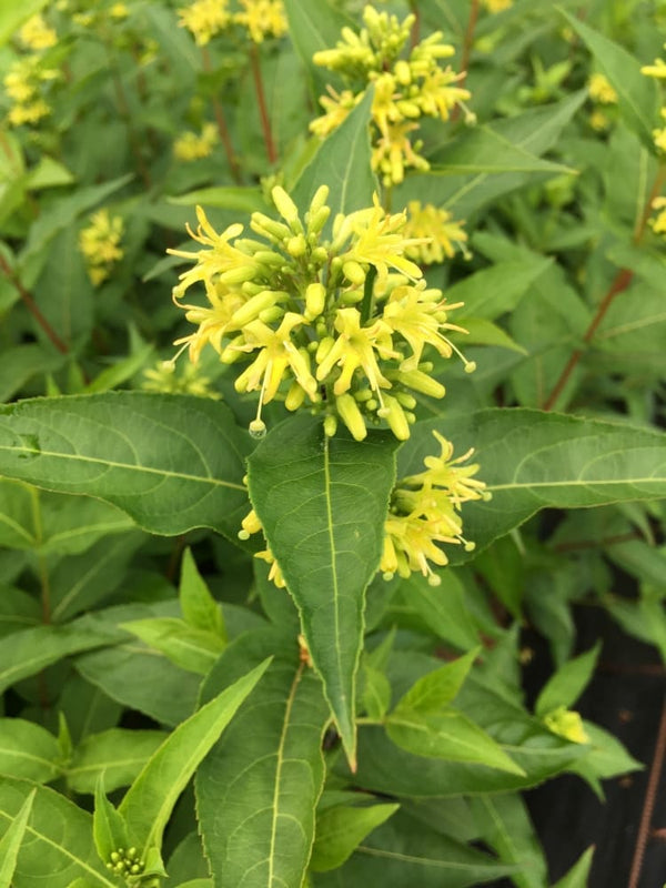 Amerikanische Weigelie 'Butterfly', Diervilla sessilifolia 'Butterfly' kaufen im Online-Shop der Bohlken Baumschulen